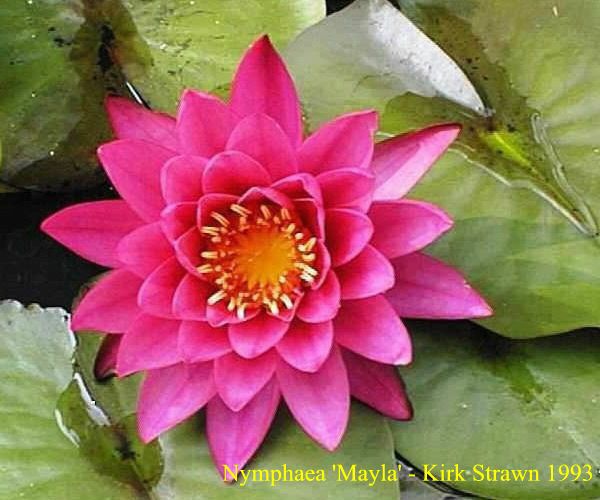 Nymphaea 'Mayla'